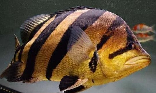 龍魚缸還能養什么魚圖片