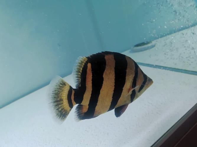 龍魚缸還能養什么魚圖片