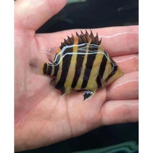 龍魚缸還能養什么魚圖片