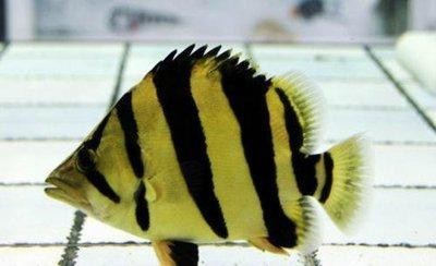 龍魚缸還能養什么魚圖片