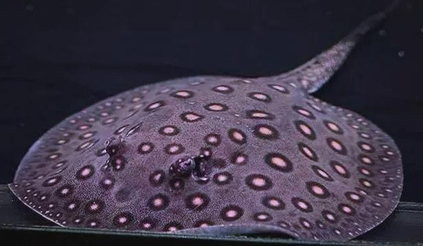 龍魚缸還能養什么魚圖片