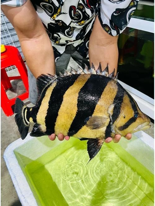 龍魚缸還能養什么魚圖片