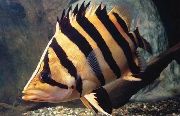 龍魚缸還能養什么魚圖片