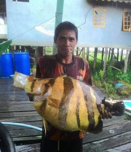 龍魚缸還能養什么魚圖片