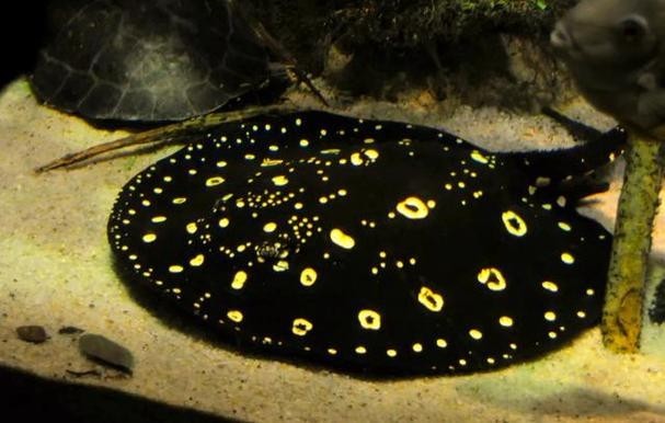 龍魚缸還能養什么魚圖片