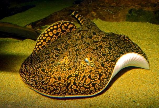 龍魚缸還能養什么魚圖片