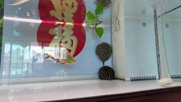 龍魚缸還能養什么魚圖片