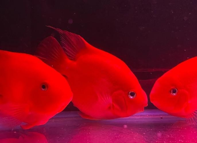 龍魚缸還能養什么魚圖片