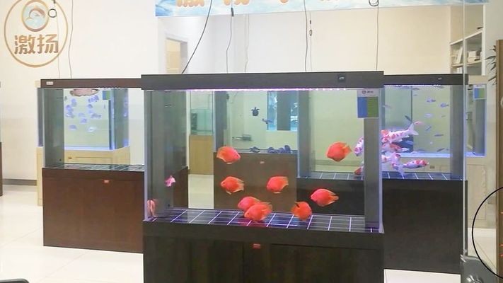 高檔龍魚專用缸推薦哪款
