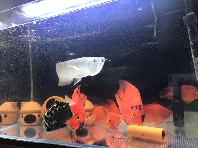 龍魚能和鸚鵡魚混養嗎圖片
