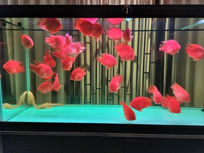 龍魚能和鸚鵡魚混養嗎圖片