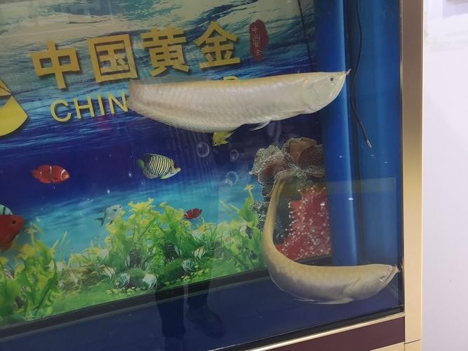 龍魚能和鸚鵡魚混養嗎圖片