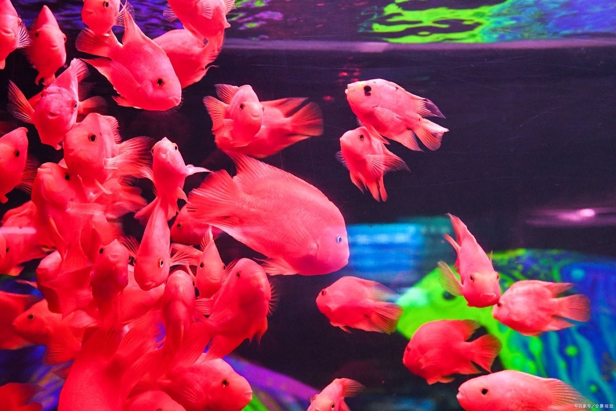 龍魚能和鸚鵡魚混養嗎圖片
