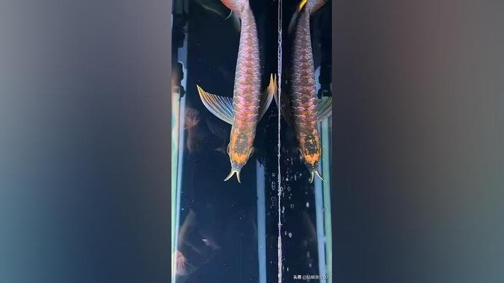啥叫過背金龍
