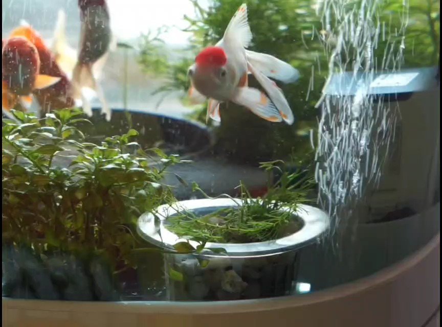 小金魚在游樂場里挖呀挖呀挖