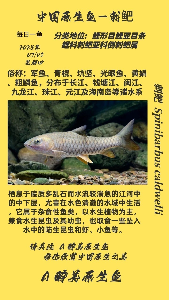 刺鲃