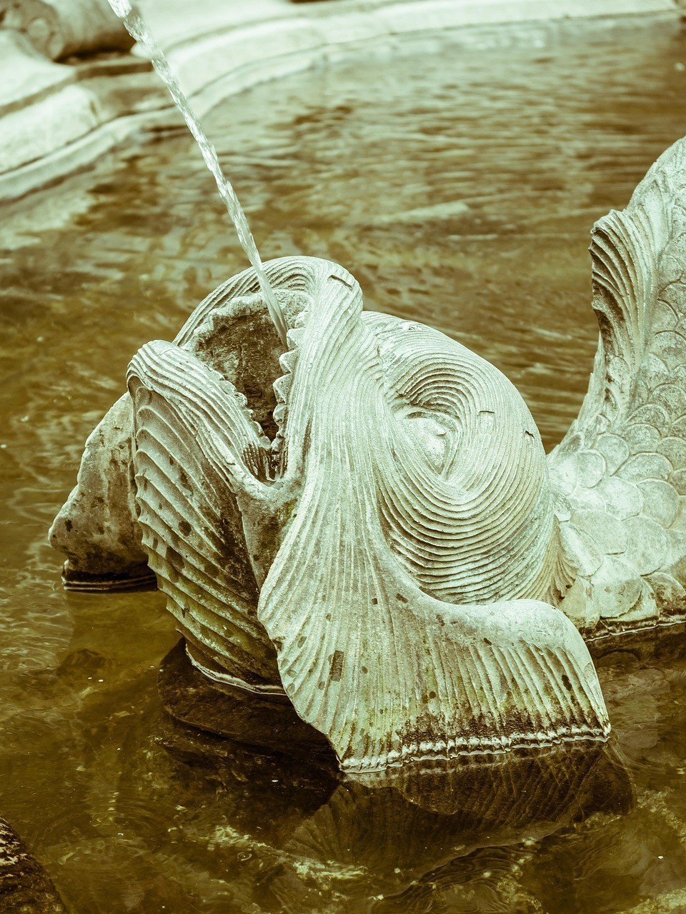 三湖坦雕魚慈鯛
