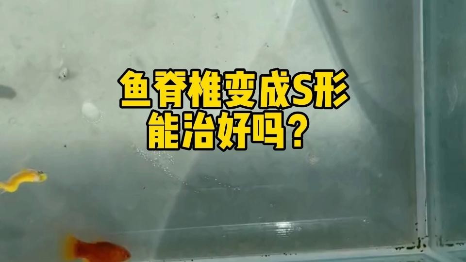 金龍魚的水溫大約多少度最好：關于金龍魚水溫的問題