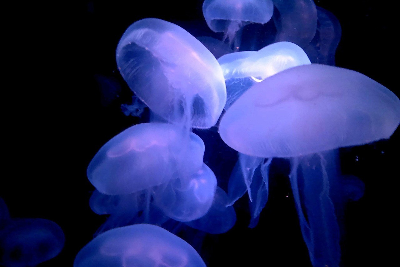 非洲象鼻魚草缸觀賞淡水海豚魚
