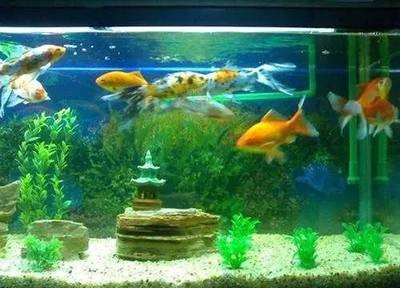 廣州市花都區新華偉河金魚店