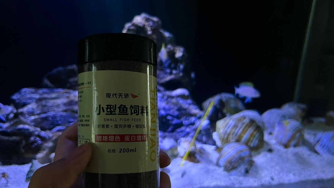 黃帆天堂鳥給你們喂的肥肥的
