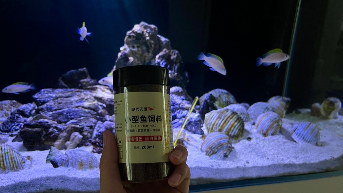 黃帆天堂鳥給你們喂的肥肥的