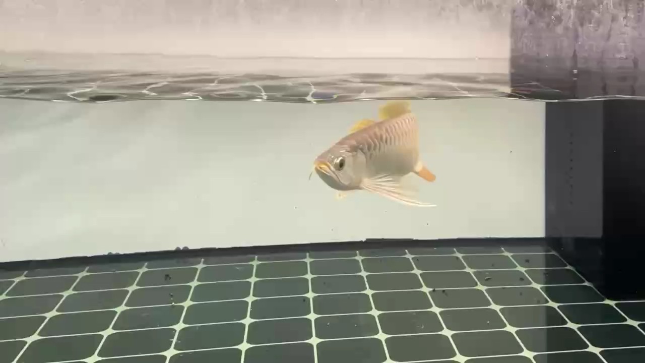 硬骨扇尾就是好看