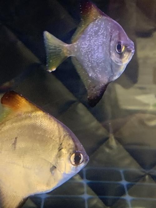 龍魚需要照明魚缸嗎？，龍魚需要燈照魚缸嗎，