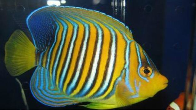 100種觀賞魚視頻