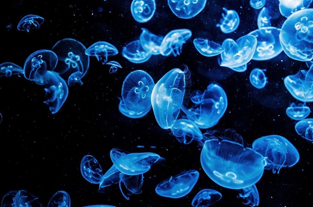 赤峰家闊水族館（赤峰家闊水族館電話）