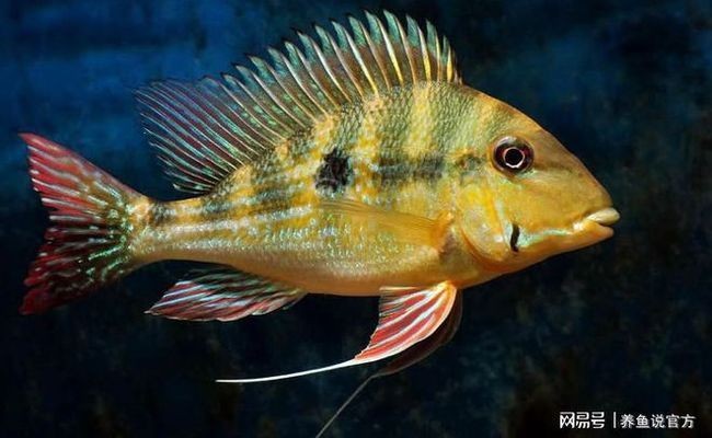 依華萊斯（EVNICE）魚缸（依華萊斯evnice魚缸自動喂食器價格對比） 依華萊斯（EVNICE）魚缸（依華萊斯evnice魚缸自動喂食器價格對比） 魚缸百科