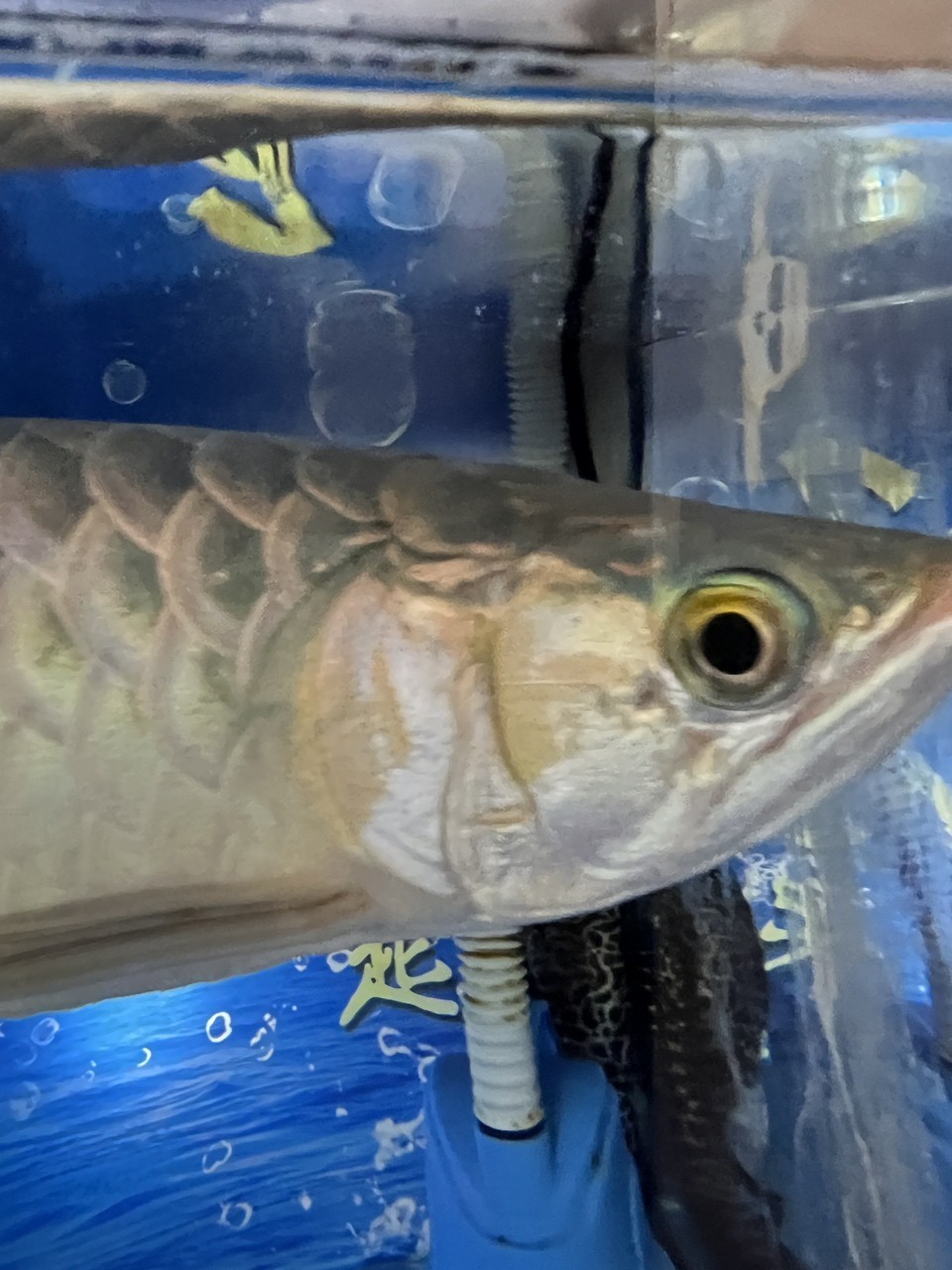 龍魚鰓蓋爛肉 被啃一下 頭洞？