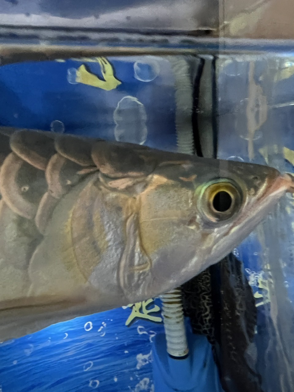 龍魚鰓蓋爛肉 被啃一下 頭洞？