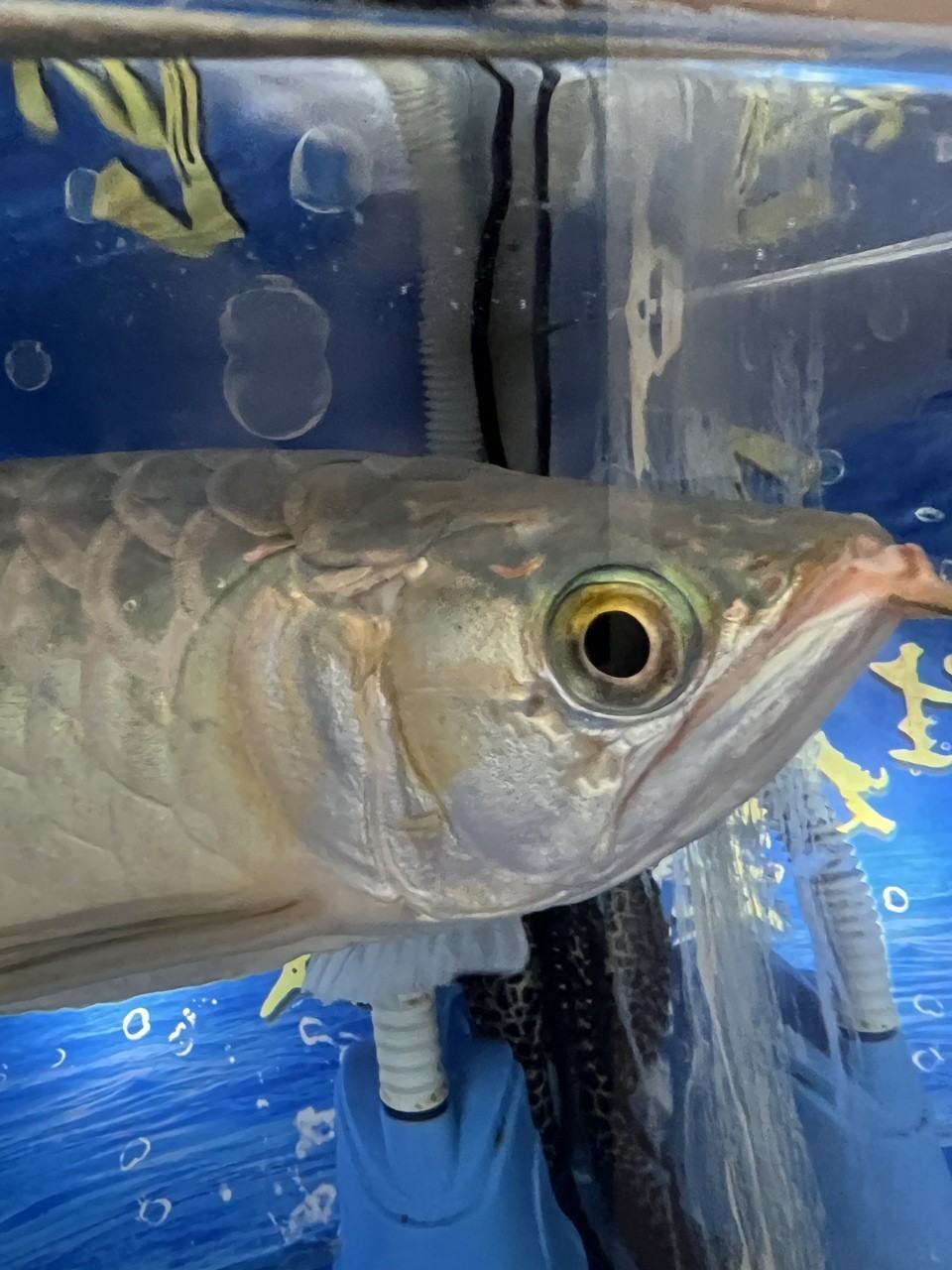 龍魚鰓蓋爛肉 被啃一下 頭洞？