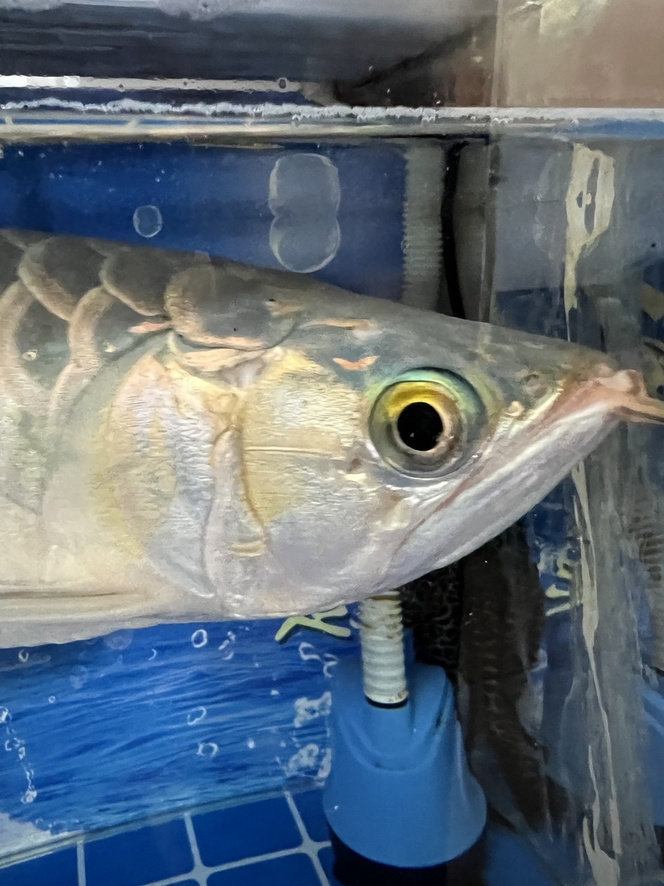 龍魚鰓蓋爛肉 被啃一下 頭洞？