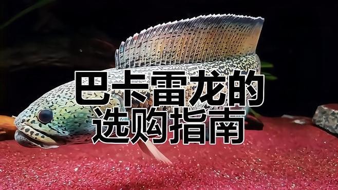 雷龍魚哪個品種好看又漂亮 雷龍魚哪個品種好看又漂亮 龍魚百科 第11張