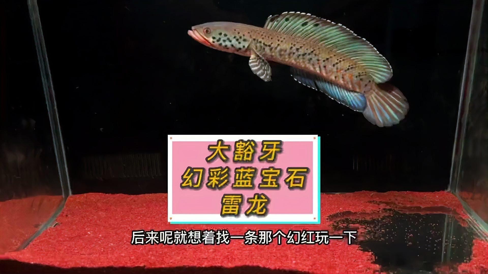 雷龍魚哪個品種好看又漂亮 雷龍魚哪個品種好看又漂亮 龍魚百科 第7張