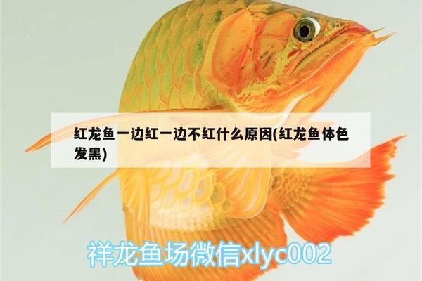 尉氏縣城關鎮森森水族館（尉氏縣城關鎮森森水族館電話）