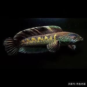 忻州市忻府區宇涵水族館（忻州市忻府區宇涵水族館電話）