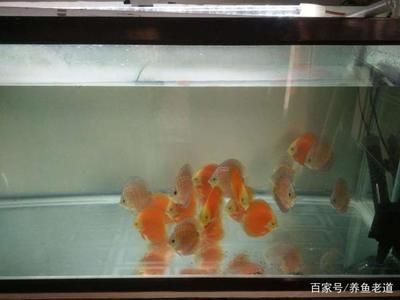 南京市江寧區好多魚水族館（好多魚飯店(京杭中路)怎么樣）