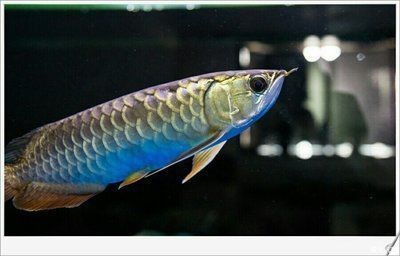 張掖市甘州區夢星水族館（張掖市甘州區夢星水族館電話）