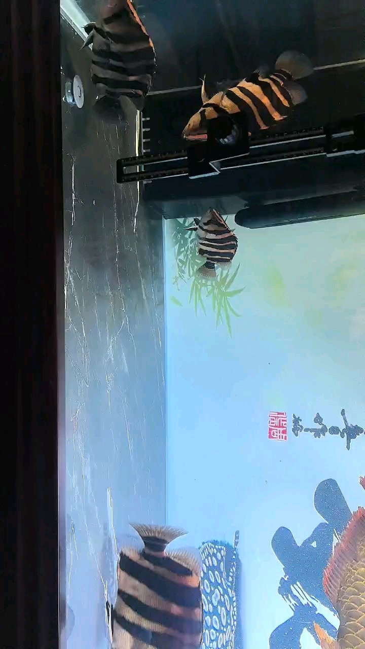 長明虎打卡