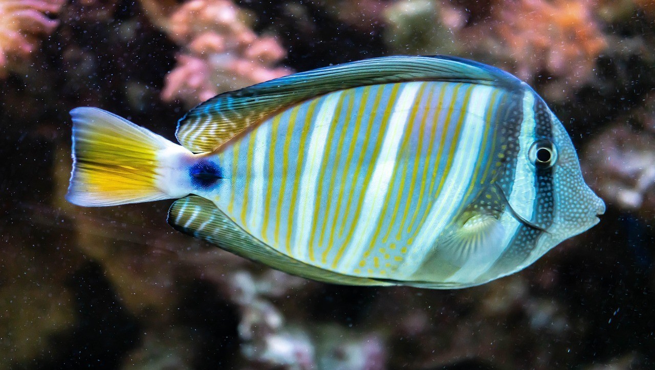 女王魚圖片