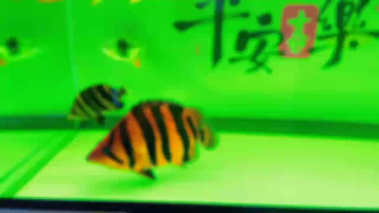 大虎給估個價～