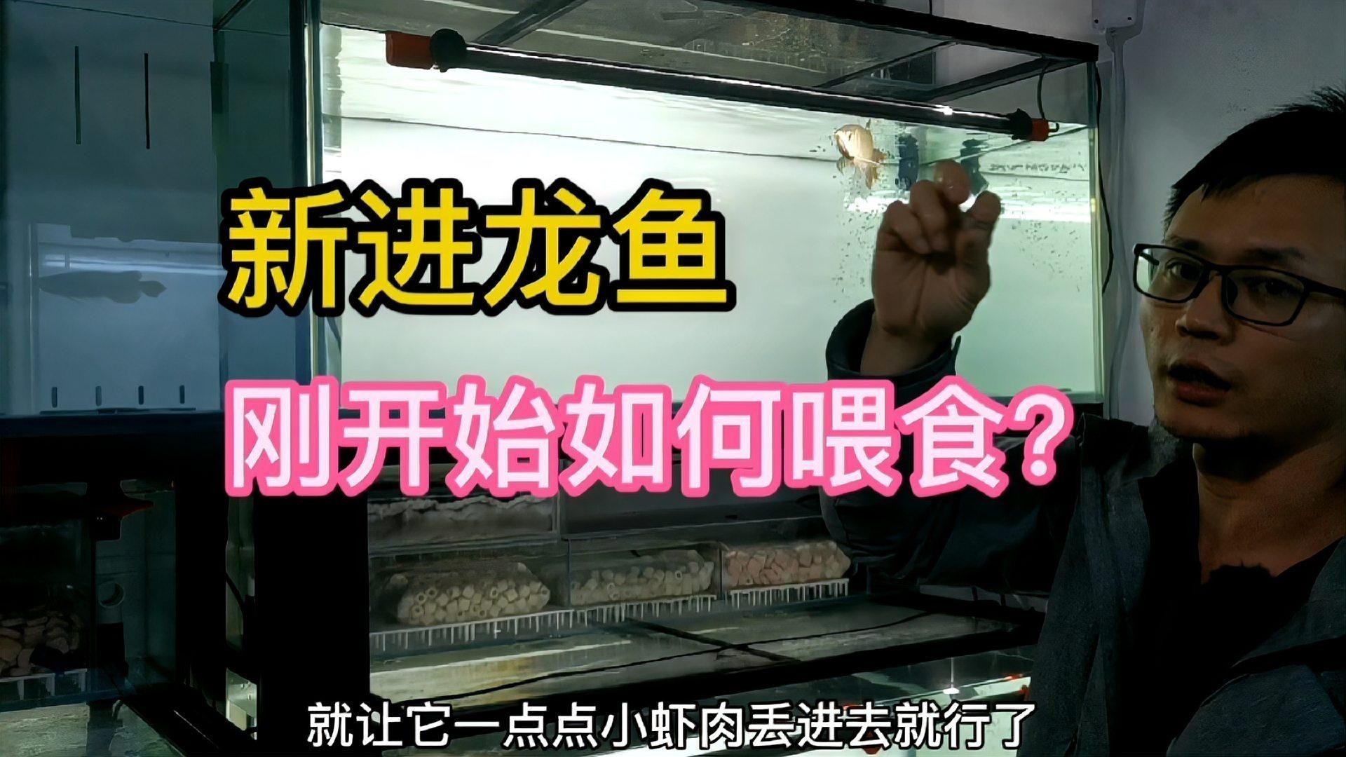 龍魚剛買回來幾天可以喂食