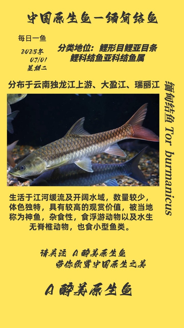緬甸結(jié)魚
