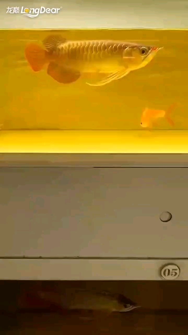 轉發805