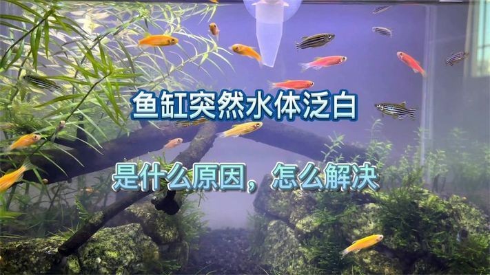 赤峰市紅山區鏡湖水族館（赤峰市紅山區鏡湖水族館電話）