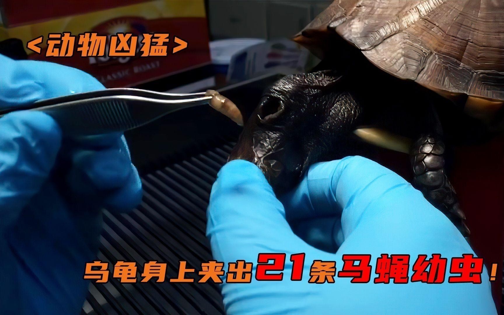 龍龜擺件多久清潔一次合適？ 龍龜擺件多久清潔一次合適？ 龍魚百科 第1張
