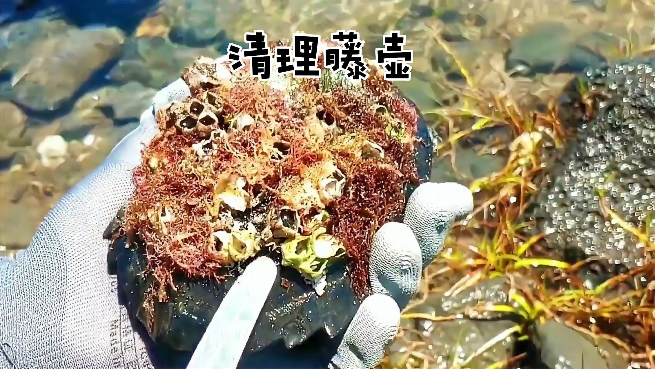 龍龜擺件多久清潔一次合適？ 龍龜擺件多久清潔一次合適？ 龍魚百科 第2張